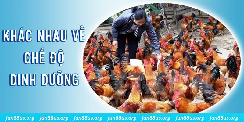 79kin Đại Chiến Đỏ Đen