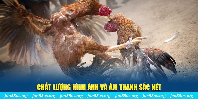79kin gà chọi tiêu phong